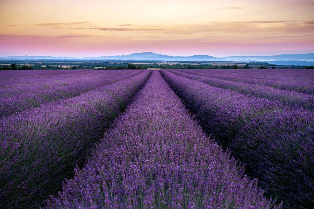 Champ de lavande de Provence au coucher de soleil aux tons chauds, ambiance sereine évoquant l'hypnose à Nîmes