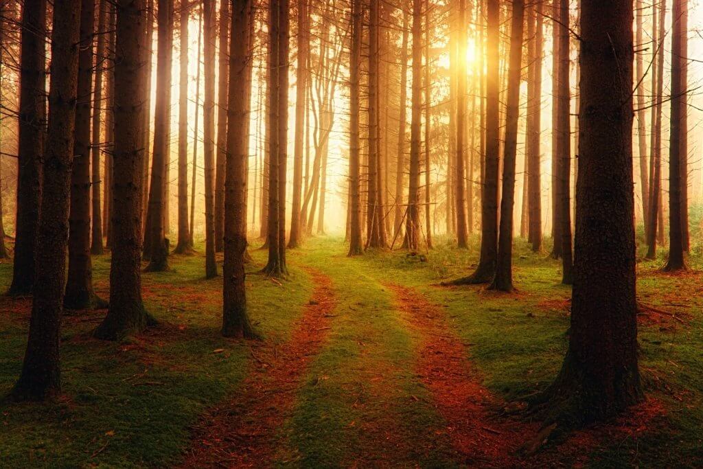 Sentier dans une forêt baignée d'une lumière dorée, ambiance chaleureuse pour une formation au chamanisme à Nîmes