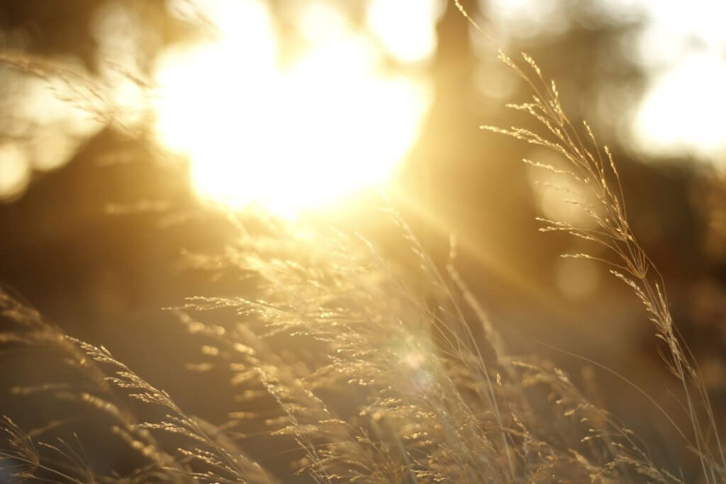 Lumière dorée du soir traversant des herbes folles, ambiance évoquant le champ énergétique d'une lecture d'aura à Nîmes