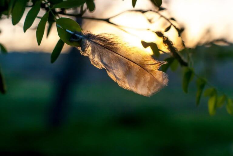 Plume claire éclairée par la lumière dorée du soleil couchant, douceur et apprentissage