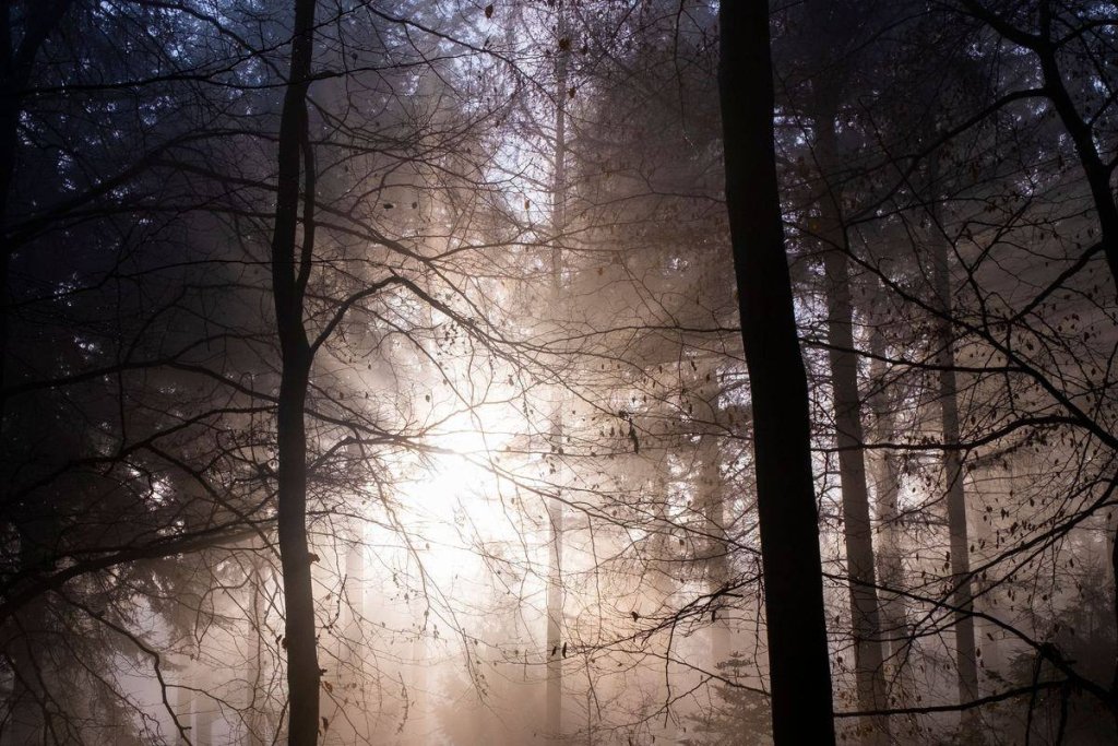 Forêt dans la brume traversée par la lumière du matin
