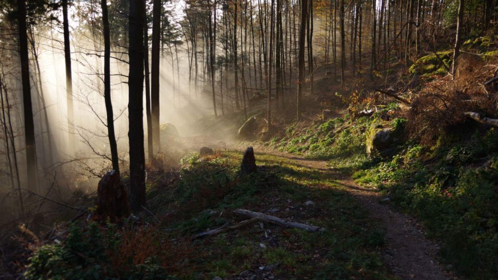 Chemin de forêt traversé par des rayons de lumière dans la brume du matin